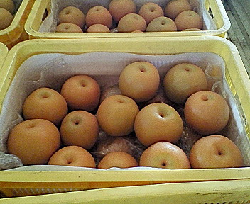 梨の栽培